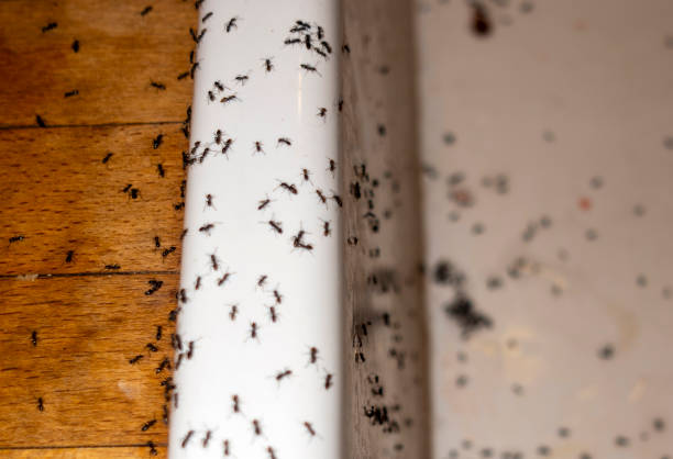Best Termite Control Services  in Mckinley, PA